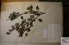 herbářová položka - bříza karpatská (Betula carpatica)