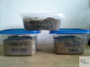 stratifikovaná semena mahalebky (Prunus mahaleb) a dřínu (Cornus mas)