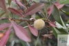 větévka mandloně nízké (Prunus tenella) s plodem