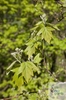 jeřáb břek (Sorbus torminalis)