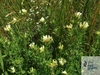 čilimník bílý (Chamaecytisus albus)
