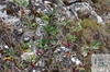 skalník celokrajný (Cotoneaster integerrimus)