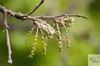 kvetoucí dub pýřitý (Quercus pubescens)