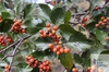 jeříb olšolistý (Sorbus alnifrons)