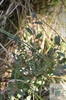 vrba plazivá (Salix repens)