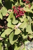 plodná větévka kaliny tušalaje (Viburnum lantana)