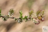 kvetoucí vrba plazivá (Salix repens)