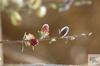 kvetoucí vrba plazivá (Salix repens)