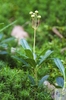 common wintergreen (Chimaphila umbellata) 