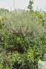 shrub of broom (Chamaecytisus sp.)