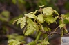 flowering downy oak (Quercus pubescens)