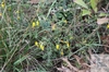 hairy greenweed (Genista pilosa)