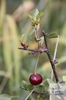 fruit of ground cherry (Prunus fruticosa)