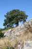 downy oak (Quercus pubescens)
