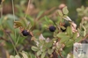 fruit (black hip) of Scotch rose (Rosa spinosissima)