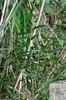 branchlet of rosemary-leaved willow (Salix rosmarinifolia)