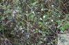 black thorn (Prunus spinosa) flowering in autumn