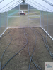 drip irrigation installed in a smaller greenhouse