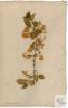 Opiz's herbarium sheet from 1807, third page