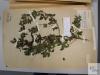 herbarium sheet Chamaecytisus supinus