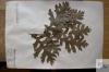 herbarium sheet Quercus cerris