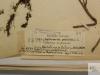 herbarium label from 1880