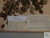 herbarium label from 1916