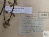 herbarium label from 1930