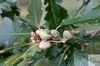 acorn of pubescent oak (Quercus pubescens)