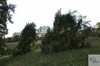 juniper (Juniperus communis)