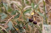 ground cherry (Prunus fruticosa)