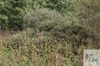 huge shrub of rosemary-leaved willow (Salix rosmarinifolia), height circa 1,8 m