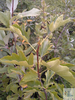 seedling of service tree (Sorbus torminalis)