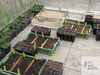 sown seeds in greenhouse